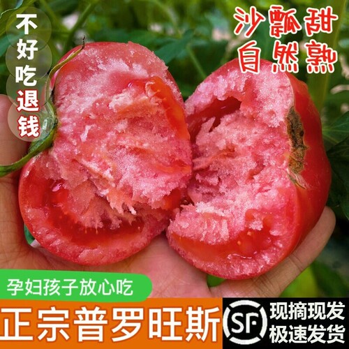 陕西泾阳普罗旺斯西红柿孕妇水果当季自然熟新鲜生吃番茄蔬菜一颗