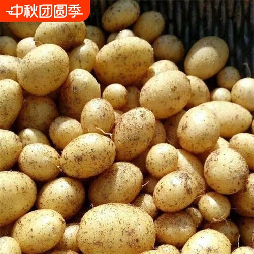今年当季新土豆现挖贵州新鲜