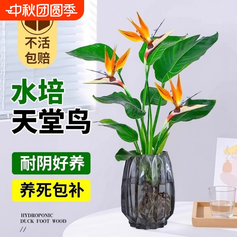 天堂鸟水培植物室内花卉耐阴好养易活办公室桌面绿植鹤望兰吸甲醛图片
