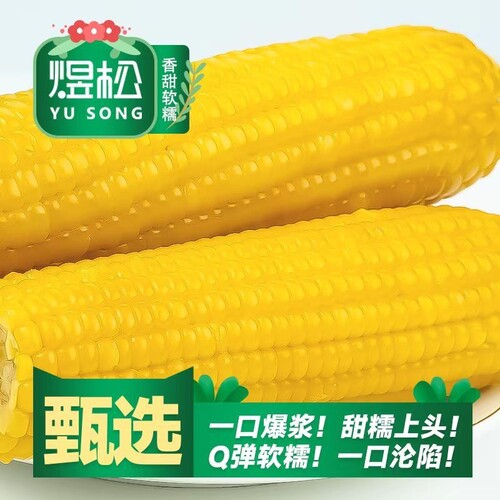 煜松黄糯玉米真空包装新鲜黏玉米棒粘苞谷主食香甜年货早餐真空装