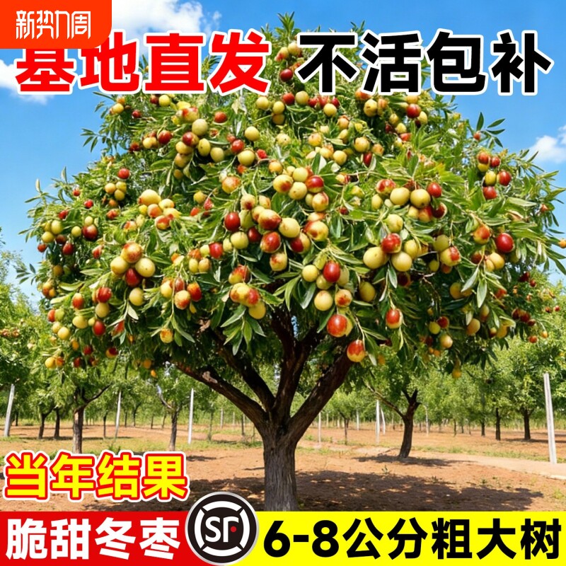 枣树活苗超甜大枣特大沾化冬枣带土球南北方耐寒种植庭院地栽果树