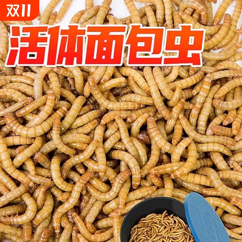 大麦虫活体面包虫龙鱼乌龟八哥画眉蜥蜴蜘蛛守宫宠物饲料包邮一斤