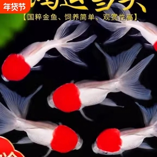 金鱼活鱼观赏鱼鸿运当头鹤顶红狮子头鱼苗淡水好养耐活冷水鱼包活