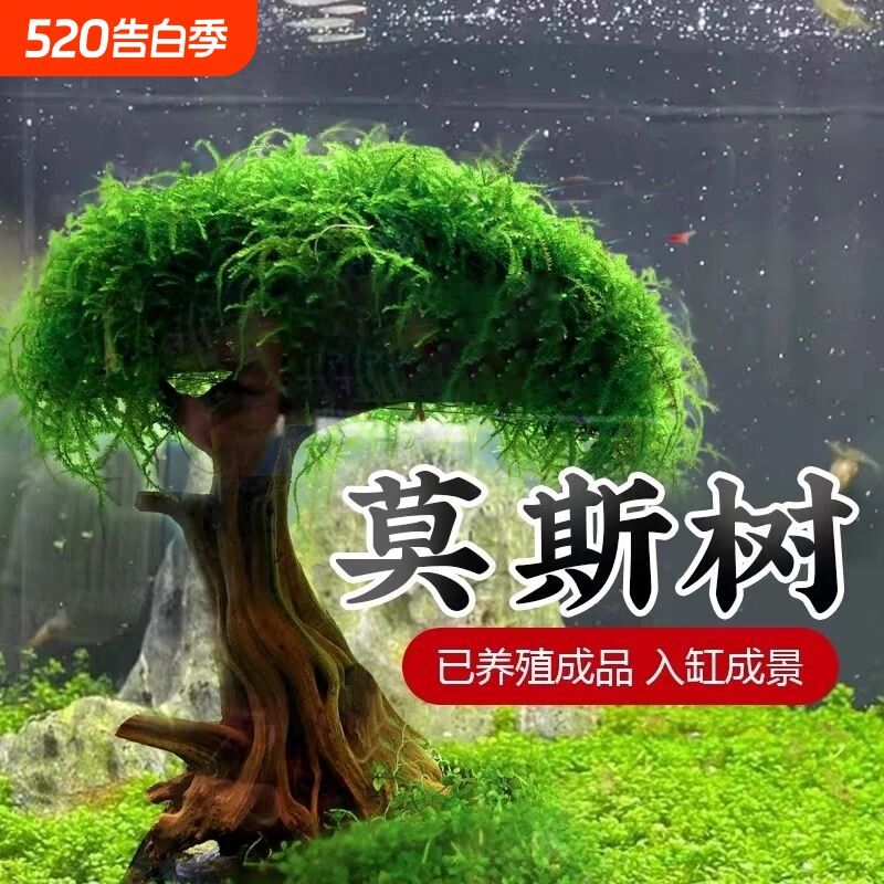 莫斯树沉木水草懒人鱼缸造景树底沙大蘑菇头水草造景增氧水质景观