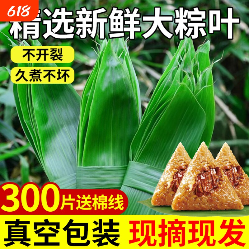 粽叶新鲜粽子叶大号精选包粽子专用的叶子端午鲜叶干叶特大家商用