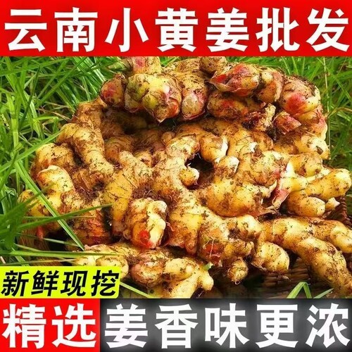 现摘现发云南生姜小黄姜新鲜嫩姜老姜特级大块姜土姜月子姜蔬菜