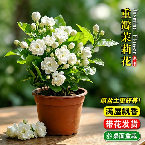 重瓣茉莉花带花苞四季好养开花室内桌面懒人盆栽花卉水培绿植家里