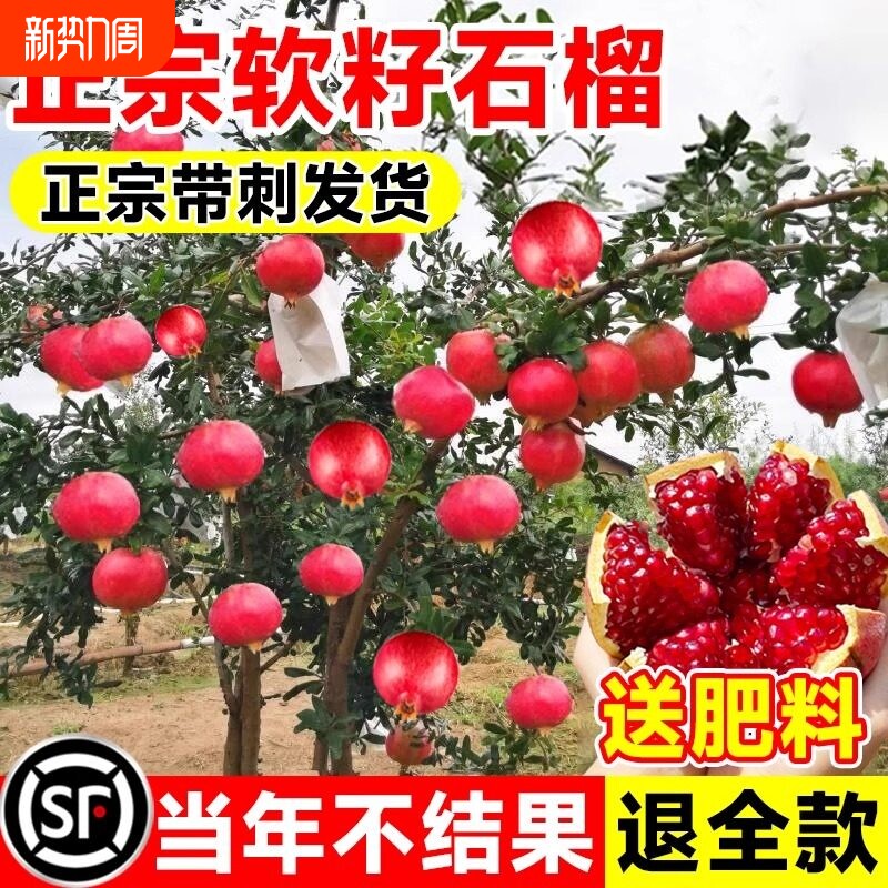 石榴树树苗突尼斯软籽无籽蒙阳红石榴盆栽庭院水果树特大带土果苗