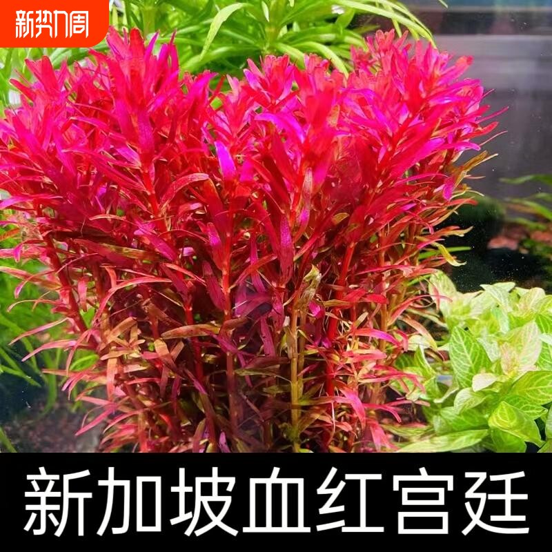 血宫廷新品好养易发色鱼缸草缸造景水草植物红色荷兰景后景水下叶