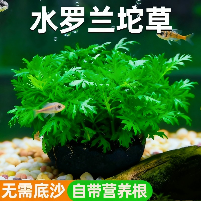 鱼缸水罗兰坨草造景淡水增氧净水后景新手懒人水草植物好养活绿植