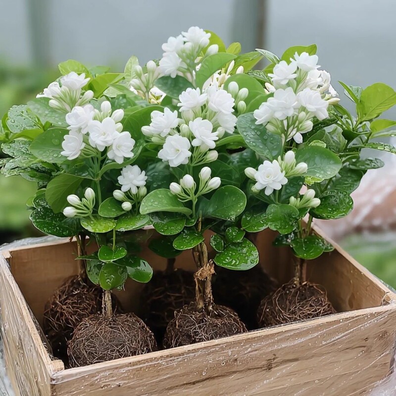 茉莉花苗盆栽带花苞老桩驱蚊花卉植物室内四季开花好养庭院阳台图片