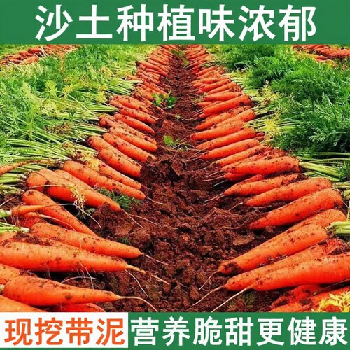 河南胡萝卜新鲜现挖营养健康脆甜