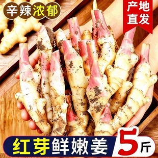【嫩姜新鲜现挖】红芽仔姜腌制嫩姜芽泡子姜嫩生姜醋红芽姜泥巴