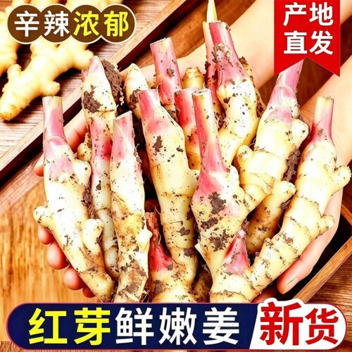 嫩姜新鲜现挖红芽仔姜腌制嫩姜芽泡子姜嫩生姜醋姜泥巴食用鲜嫩