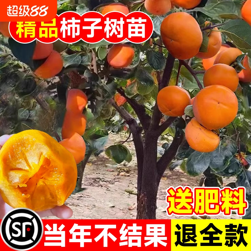 柿子树苗脆甜火晶柿子庭院盆栽