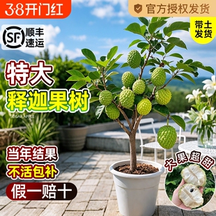 释迦果苗树带果凤梨奶油黄龙嫁接果树果苗庭院南方种植盆栽地栽苗