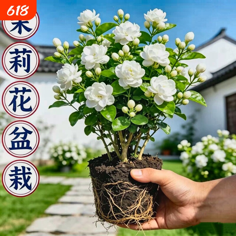 茉莉花苗盆栽带花苞九里香老桩驱蚊花卉植物室内阳台四季开花好养