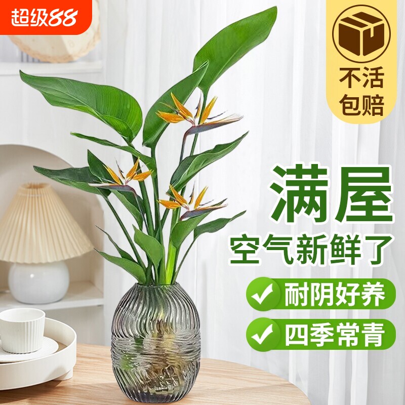 天堂鸟水培盆栽|超1000次加购图片