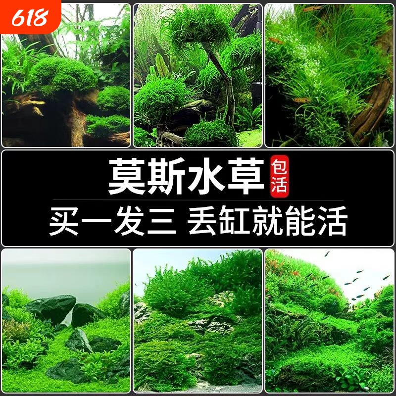 鱼缸大三角莫斯水草慕斯造景水草片散装球沉木垂泪前景草专用生态