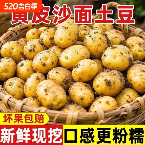 2026新鲜现挖黄心黄皮土豆新鲜现挖大个整箱土豆大果粉糯农家自种