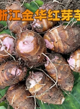 正宗浙江金华红芽芋软粉糯香甜小芋艿新鲜现挖现发红梗小毛芋批发
