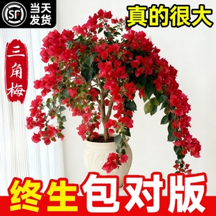 三角梅盆栽重瓣爬藤树苗带花漳红樱老桩四季花卉同安红开花原生