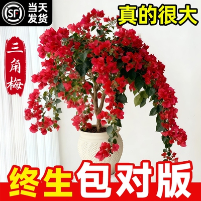 三角梅盆栽重瓣爬藤带花四季绿