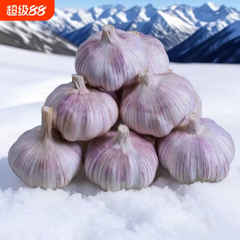 全靠抢山东紫皮大蒜头干蒜批发农家自种包邮新鲜红皮大蒜子种植