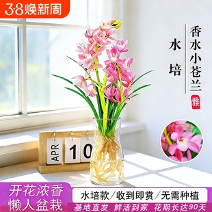 水培香水兰花苗粉桃四季好养冬带花室内花卉绿植盆栽开花客厅名贵