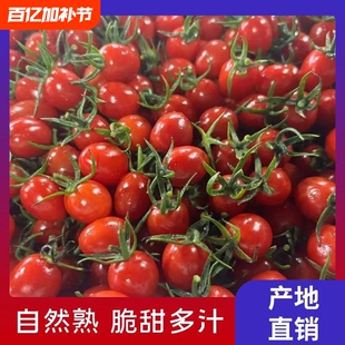 【现摘现发】正宗电白冰糖千禧圣女果小番茄樱桃现摘现发孕妈爆汁