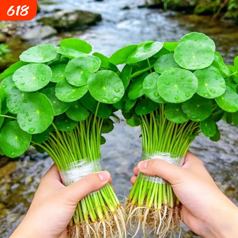 铜钱草水培植物室内外水养招财小绿植金钱草盆栽四季常青好养花卉
