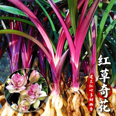 名贵建兰红草带花苞浓香四季兰花苗室内好养盆栽花卉绿植客厅阳台