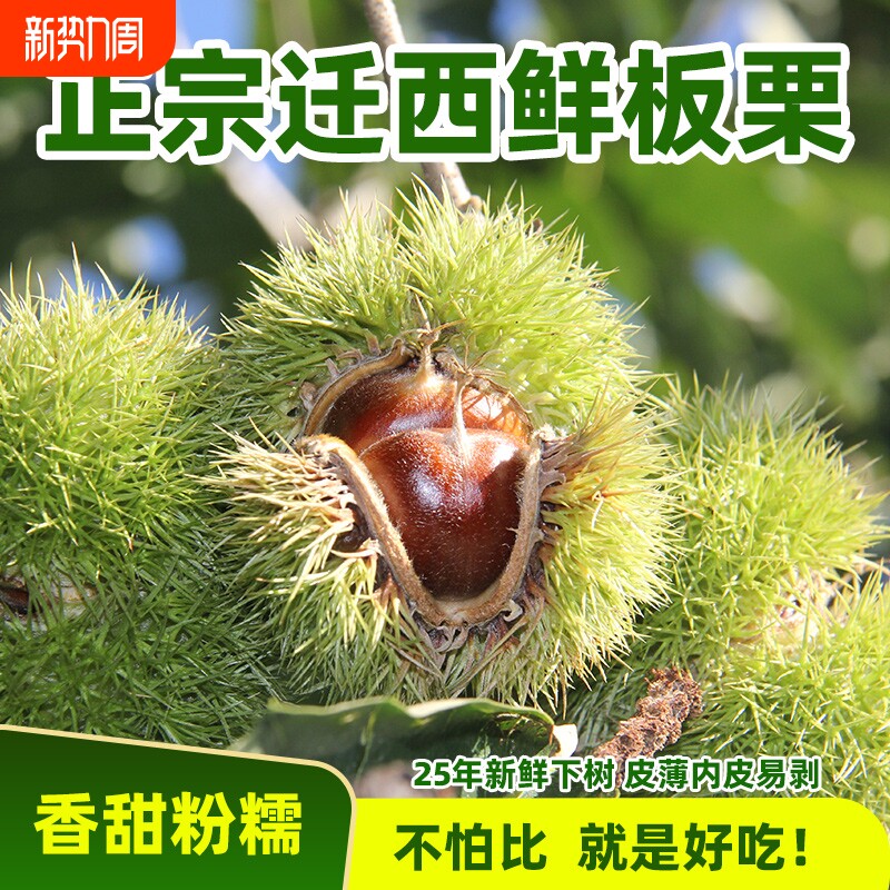 【带壳】迁西鲜板栗带壳板栗46粒左右/市斤香甜软糯好剥壳坏果少