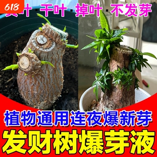 大树复活营养液枯树再生发财树生根爆芽剂药水果树花卉植物通用型