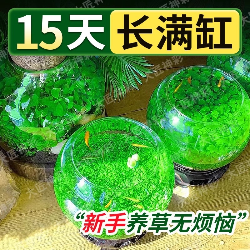牛毛水草种子装饰|超5000次加购