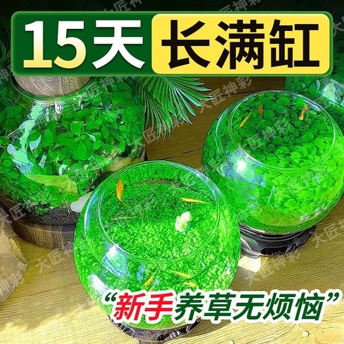 牛毛水草种子装饰|超5000次加购