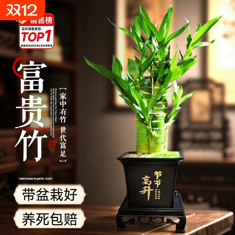 富贵竹盆栽植物室内净化空气绿植荷花竹办公室桌面四季好养小盆栽