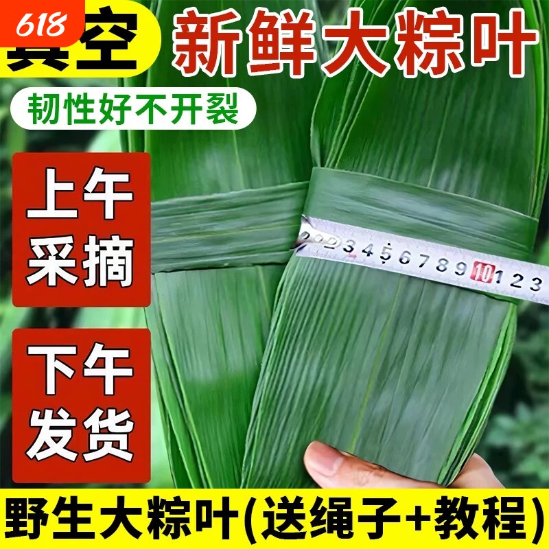 粽子叶棕叶新鲜大号新叶包粽子专用的叶子端午节商用大粽叶