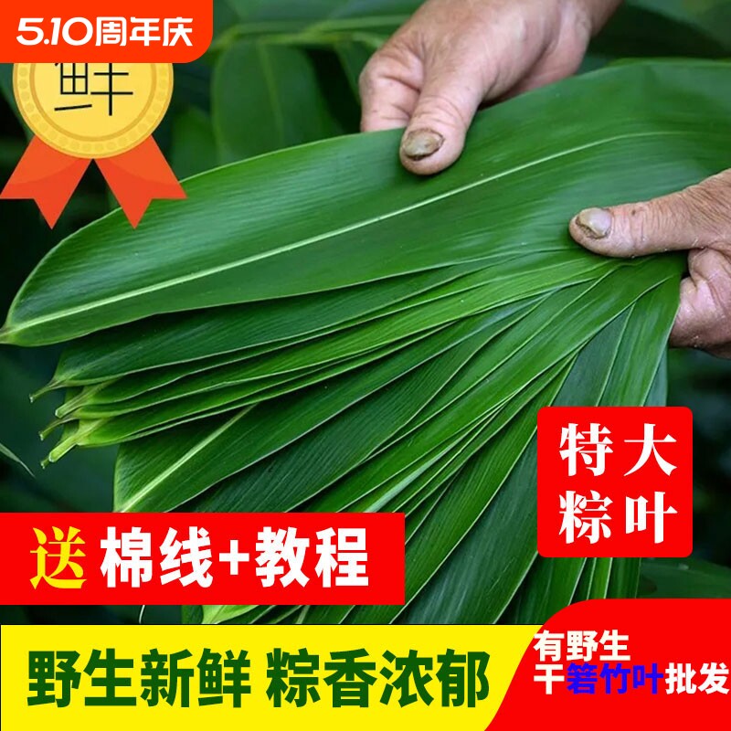 粽叶新鲜粽子叶大号精选包粽子专用的叶子端午鲜叶干叶特大家商用