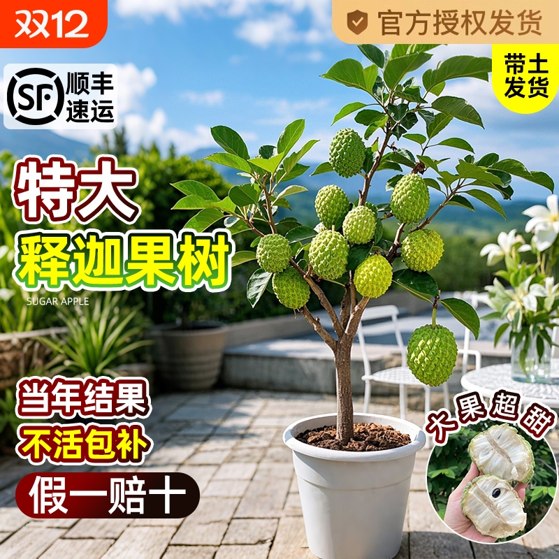 释迦果苗树凤梨奶油黄龙嫁接果树