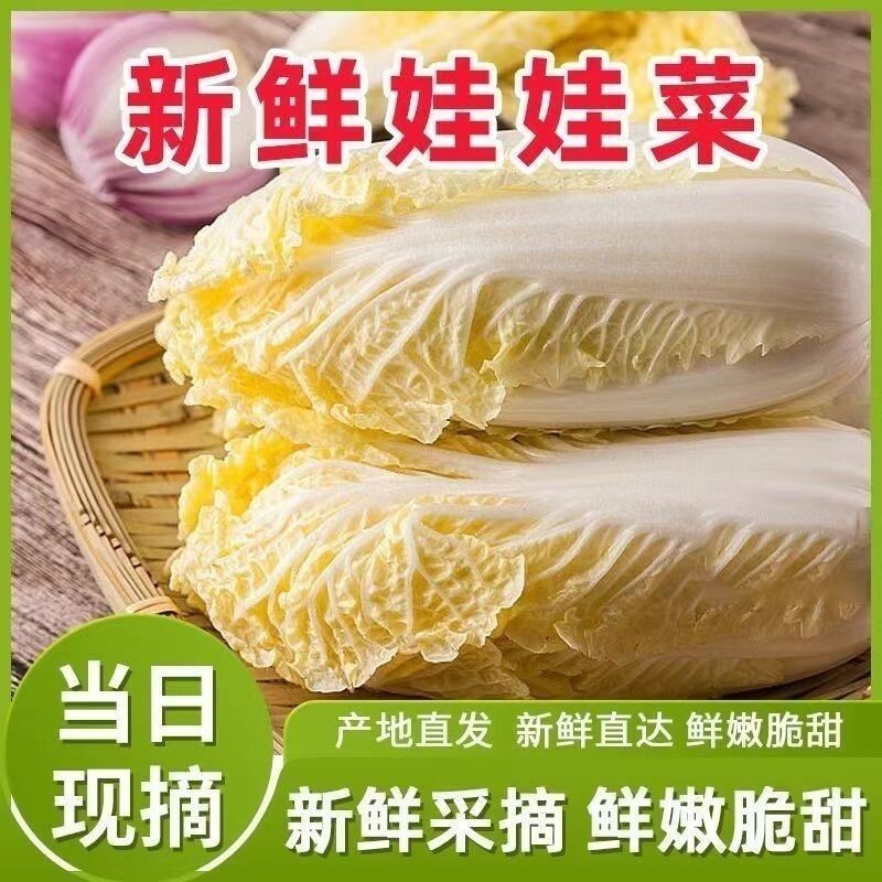黄心娃娃菜高山娃娃菜新鲜生吃火锅菜蔬菜农家菜食用白菜高原自种