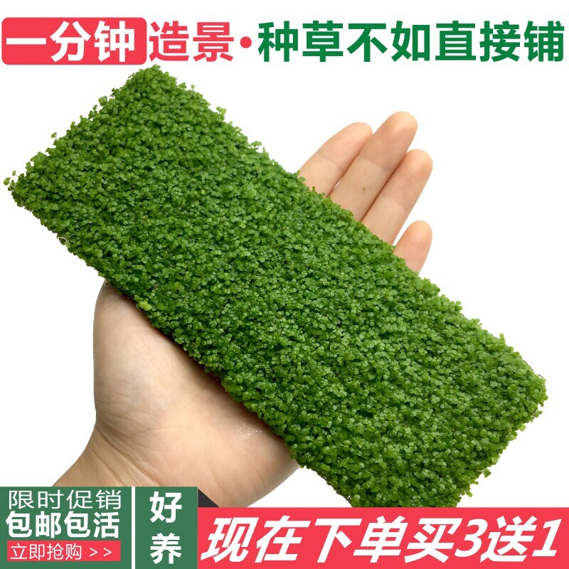 迷你小圆叶草坪网片鱼缸造景前景草活体植物热带鱼水族箱装饰