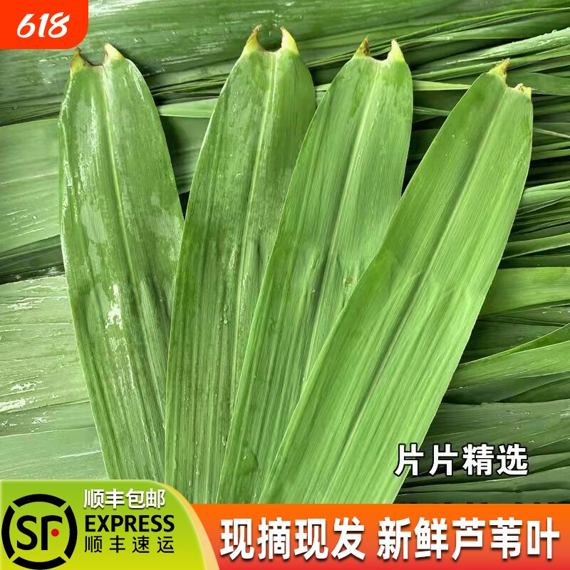 洪湖野生粽叶新鲜芦苇叶粽叶端午包粽子天然现摘大号叶子新鲜包邮