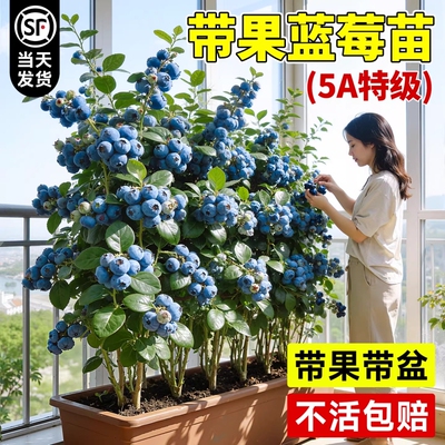 蓝莓树果苗盆栽带果特大号云南花香L25蓝莓苗室内外阳台果树果苗