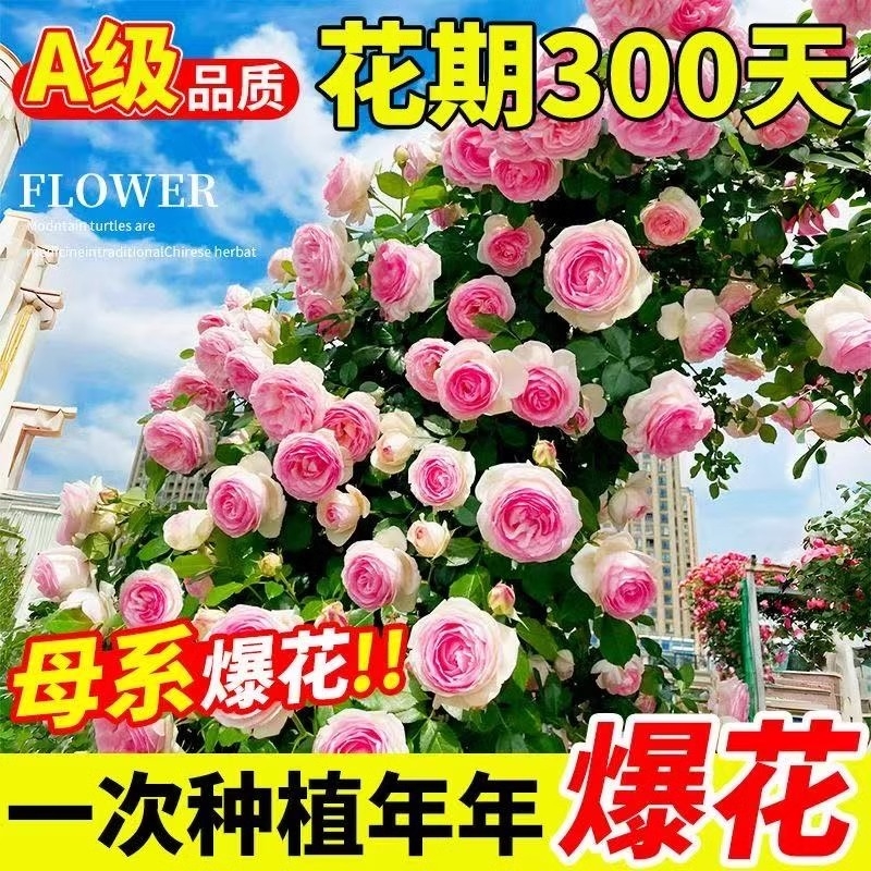 蔷薇花苗藤本月季特大花老桩玫瑰花盆栽四季开花爬藤植物易活带土