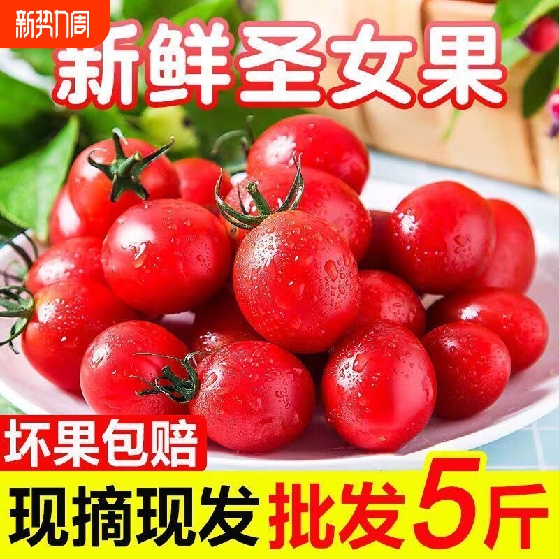 正宗新鲜圣女果小西红柿小番茄孕妇应季现摘水果蔬菜生吃非千禧果