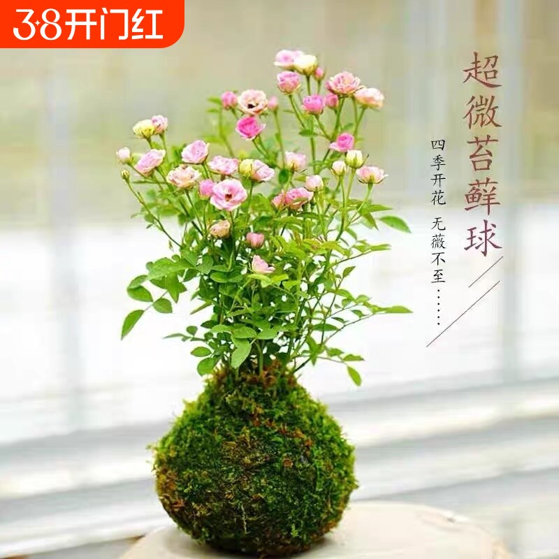 带花苞四季开花迷你超微型苔藓球水培姬月季办公桌面鲜花绿植花卉