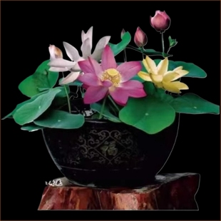 盆栽碗莲种子四季 好养活室内水培水养睡莲植物花种子鲜花水里