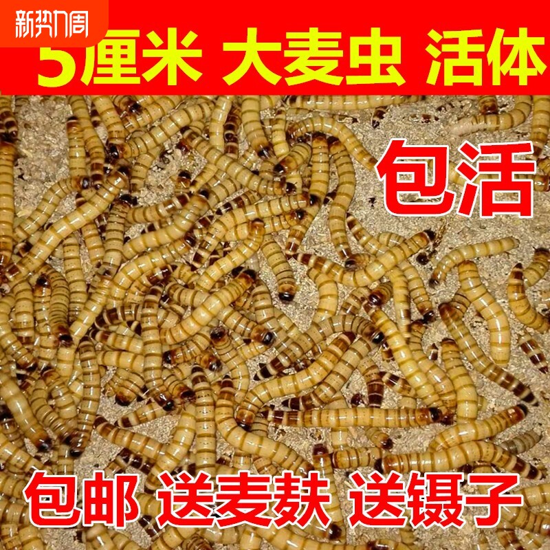 大麦虫活体面包虫龙鱼乌龟八哥画眉蜥蜴蜘蛛守宫宠物饲料包邮一斤