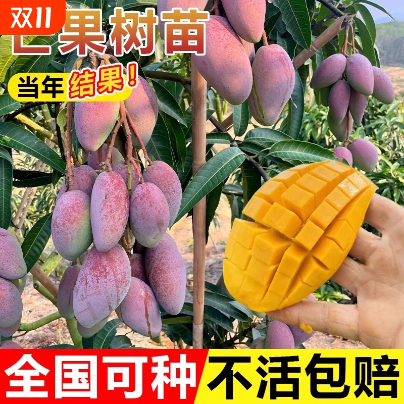 芒果树果苗树苗金煌芒四季芒特嫁接盆栽地栽当年结果南北种植耐寒